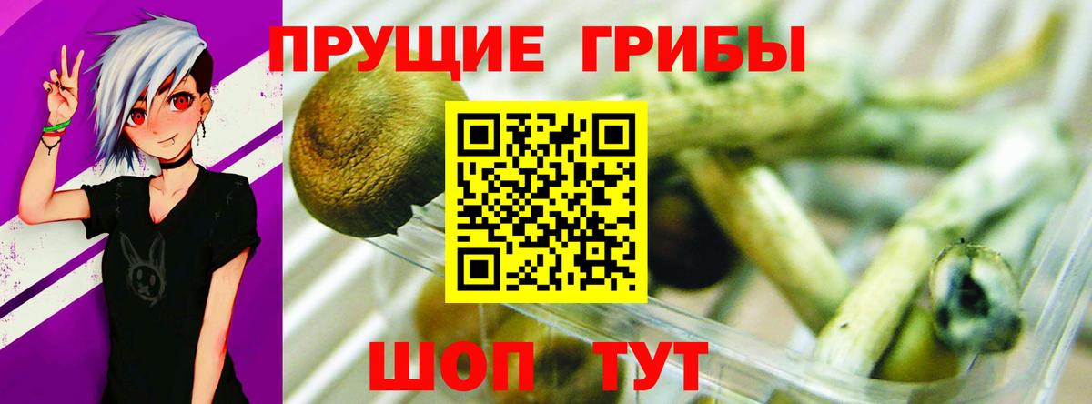 Элиста  Галлюциногенные грибы Psilocybine cubensis  Вход с VPN  Псилоцибиновые грибы Psilocybe 